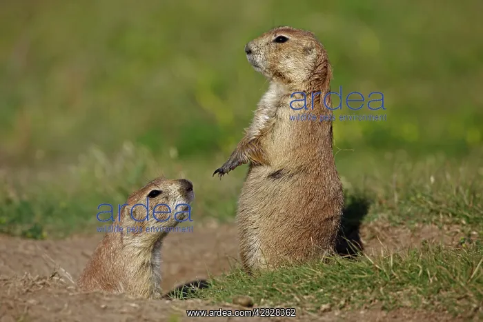 : Blacktail Prairie Dog - standing on hind legs : Blacktail Prairie Dog - standing on hind legs