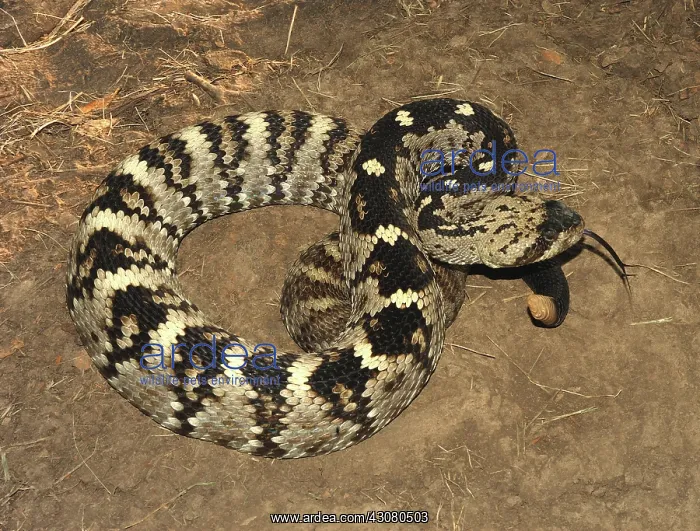  : Blacktail Rattlesnake