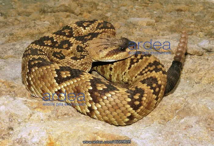 : Blacktail Rattlesnake : Blacktail Rattlesnake