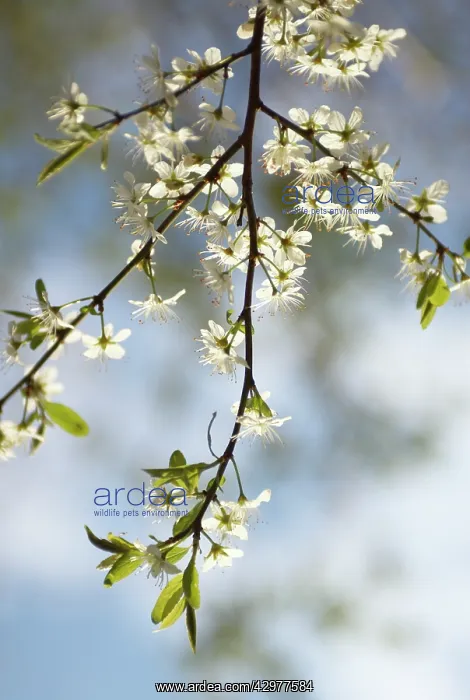 : Blackthorn : Blackthorn