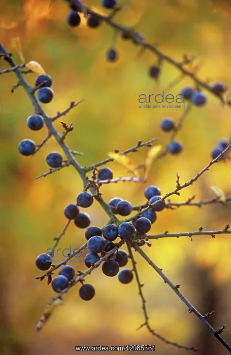 : Blackthorn : Blackthorn