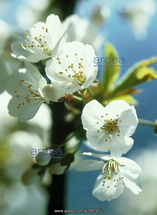 : Blackthorn : Blackthorn