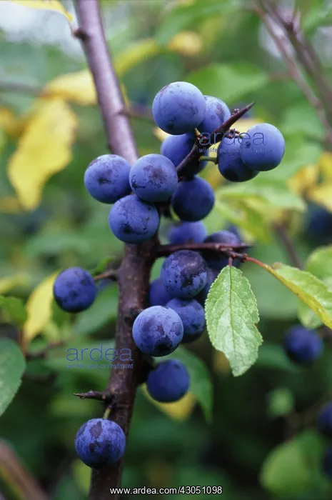 : Blackthorn : Blackthorn