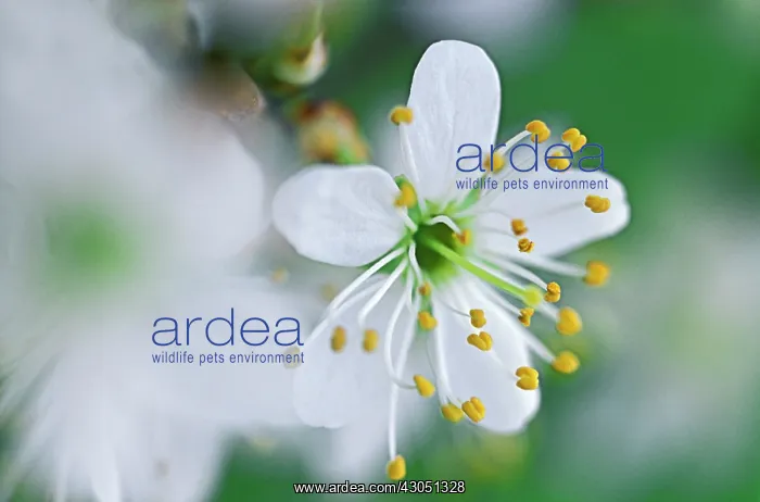 : Blackthorn : Blackthorn