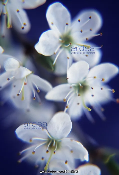  : Blackthorn