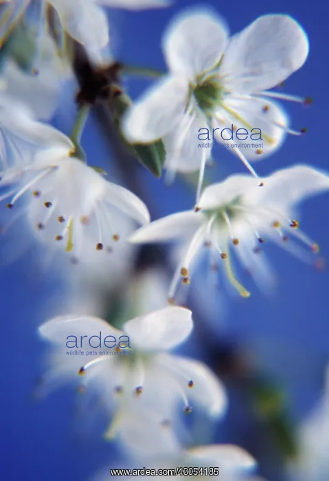 : Blackthorn : Blackthorn