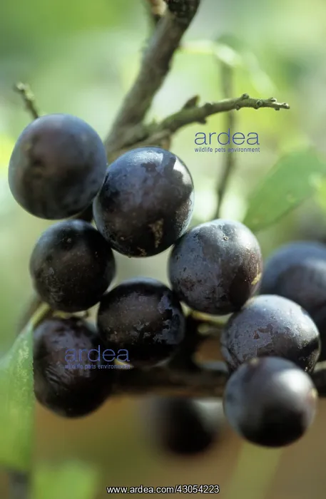 : Blackthorn : Blackthorn