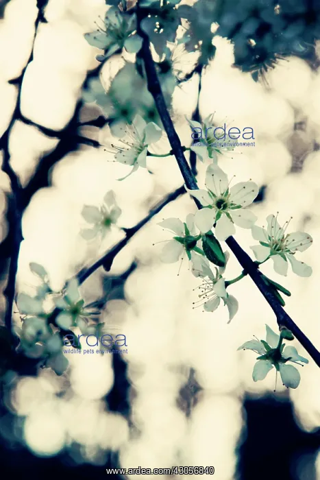 : Blackthorn : Blackthorn