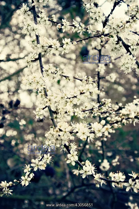 : Blackthorn : Blackthorn