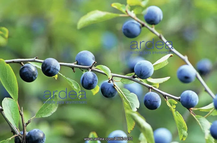  : Blackthorn