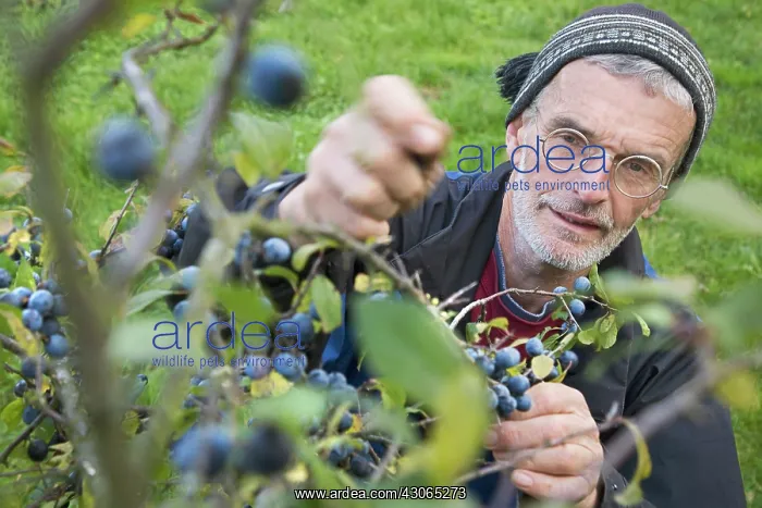 : Blackthorn : Blackthorn