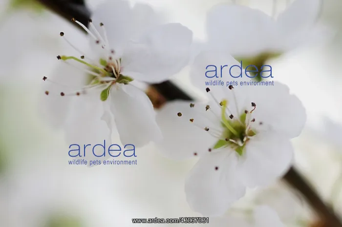  : Blackthorn