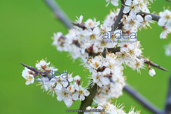  : Blackthorn