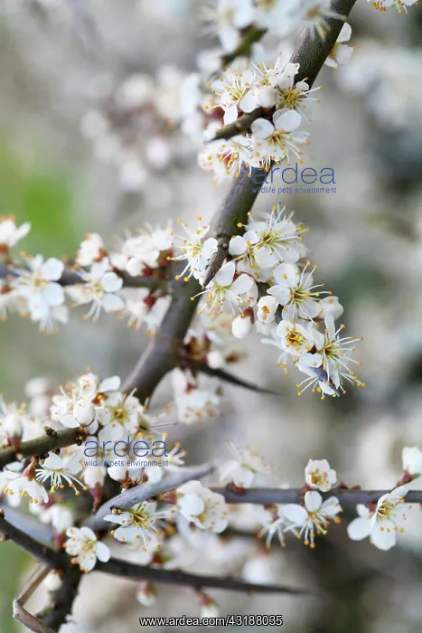 : Blackthorn : Blackthorn