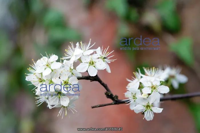  : Blackthorn