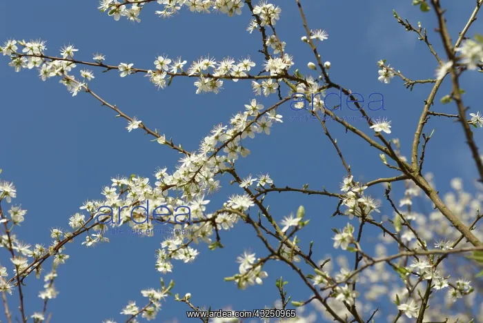 : Blackthorn : Blackthorn