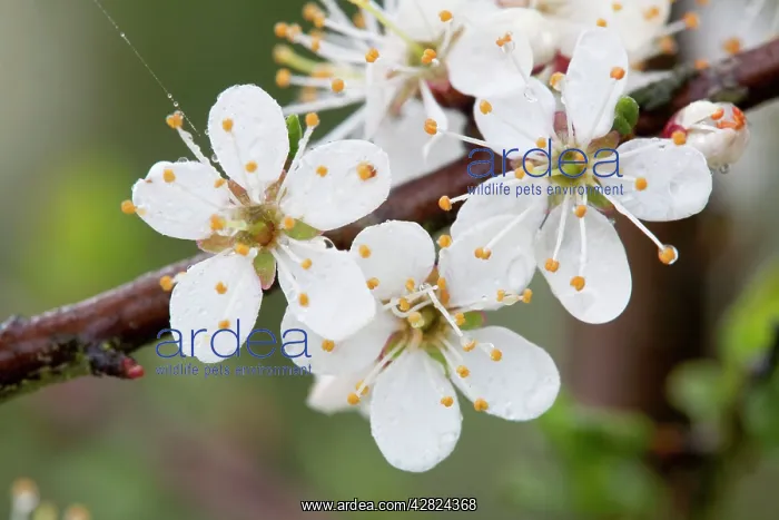 : Blackthorn Blossom : Blackthorn Blossom