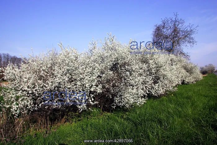 : Blackthorn - in blossom : Blackthorn - in blossom