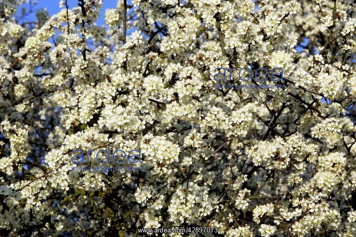 : Blackthorn - blossom : Blackthorn - blossom