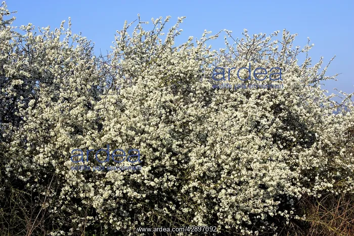 : Blackthorn - in blossom : Blackthorn - in blossom