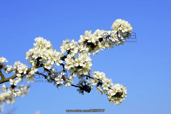  : Blackthorn - in blossom