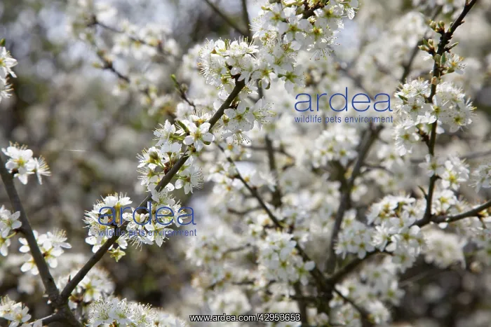 : Blackthorn - Blossom in spring : Blackthorn - Blossom in spring