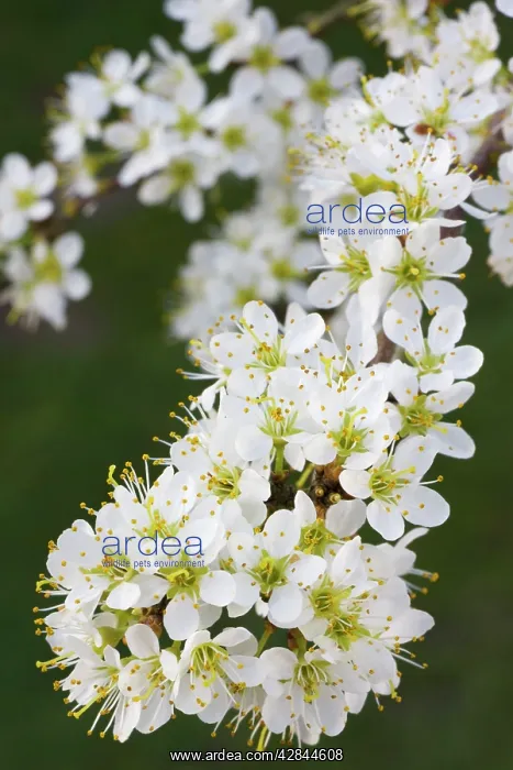 : Blackthorn branch with flowers - in spring : Blackthorn branch with flowers - in spring