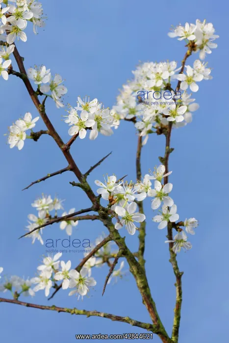 : Blackthorn branch with flowers - in spring : Blackthorn branch with flowers - in spring