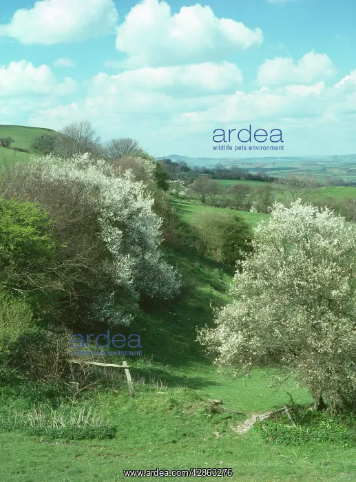 : Blackthorn - on Egerdon Hill (NT) : Blackthorn - on Egerdon Hill (NT)