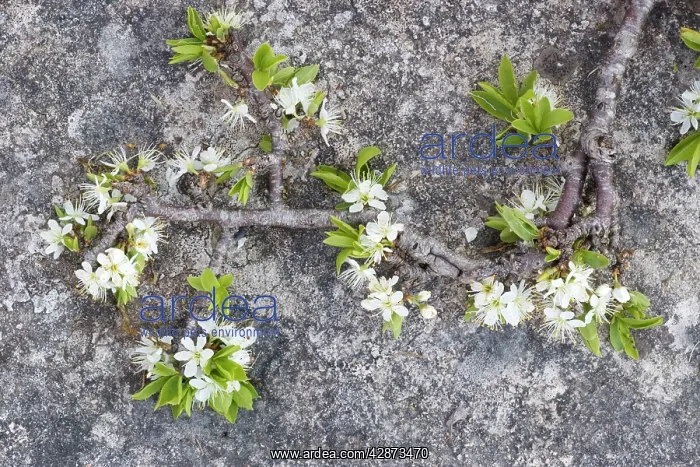 : Blackthorn - in flower on limestone pavement : Blackthorn - in flower on limestone pavement