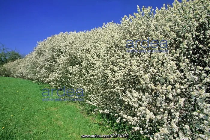 : Blackthorn - hedge, flowering in April : Blackthorn - hedge, flowering in April
