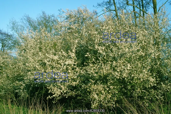 : BLACKTHORN HEDGE - READING : BLACKTHORN HEDGE - READING