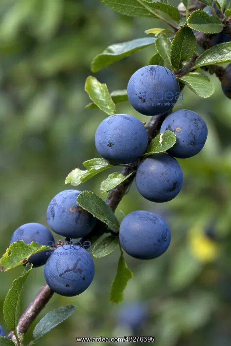: Blackthorn (Prunus spinosa) : Blackthorn (Prunus spinosa)