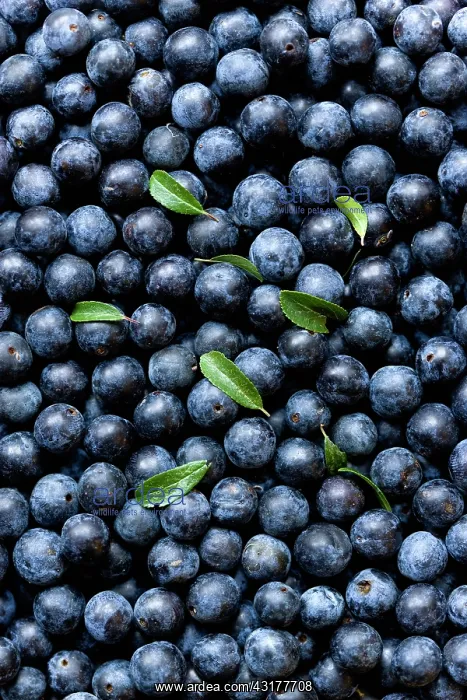 : Blackthorn, Prunus spinosa, Abundant harvest of : Blackthorn, Prunus spinosa, Abundant harvest of