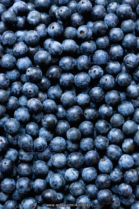 : Blackthorn, Prunus spinosa, Abundant harvest of : Blackthorn, Prunus spinosa, Abundant harvest of