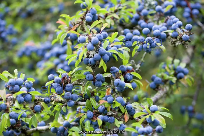 : Blackthorn, Prunus spinosa, Abundant purple sloe : Blackthorn, Prunus spinosa, Abundant purple sloe