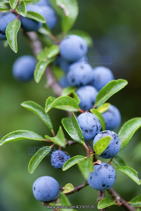 : Blackthorn, Prunus spinosa, Abundant purple sloe : Blackthorn, Prunus spinosa, Abundant purple sloe