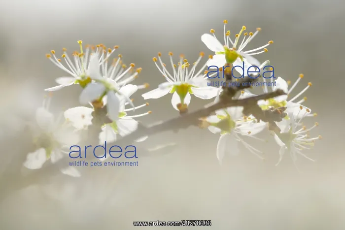 : Blackthorn (Prunus spinosa) flowers, The Nether : Blackthorn (Prunus spinosa) flowers, The Nether