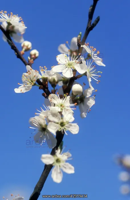 : Blackthorn / Sloe : Blackthorn / Sloe
