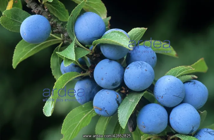 : BLACKTHORN / SLOE berries : BLACKTHORN / SLOE berries