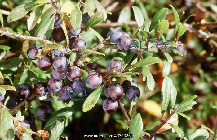 : BLACKTHORN - SLOE BERRIES : BLACKTHORN - SLOE BERRIES