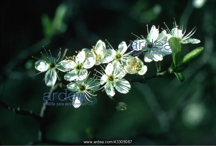 : Blackthorn / Sloe Blossom : Blackthorn / Sloe Blossom