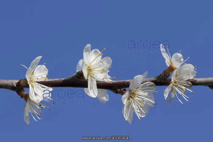 : Blackthorn, Sloe - flowering - Germany : Blackthorn, Sloe - flowering - Germany