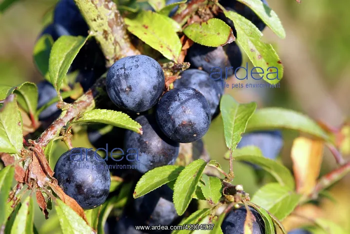 : Blackthorn / Sloe - fruits : Blackthorn / Sloe - fruits
