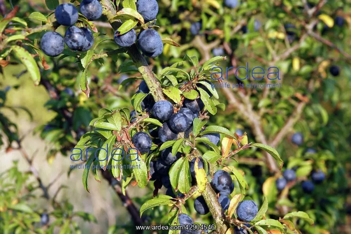 : Blackthorn / Sloe - fruits : Blackthorn / Sloe - fruits