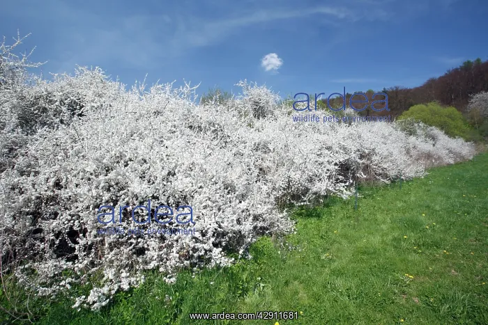 : Blackthorn / Sloe - hedge in blossom : Blackthorn / Sloe - hedge in blossom