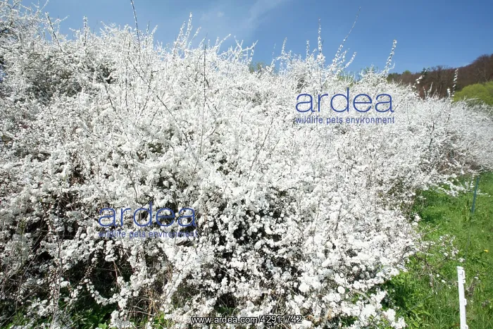 : Blackthorn / Sloe - hedge in blossom : Blackthorn / Sloe - hedge in blossom