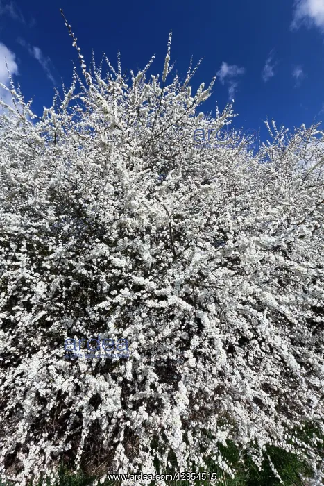 : Blackthorn / Sloe - hedgerow in blossom : Blackthorn / Sloe - hedgerow in blossom