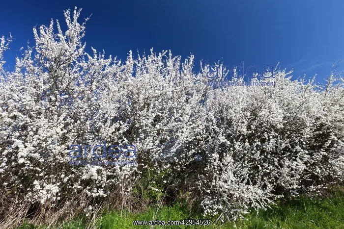 : Blackthorn / Sloe - hedgerow in blossom : Blackthorn / Sloe - hedgerow in blossom