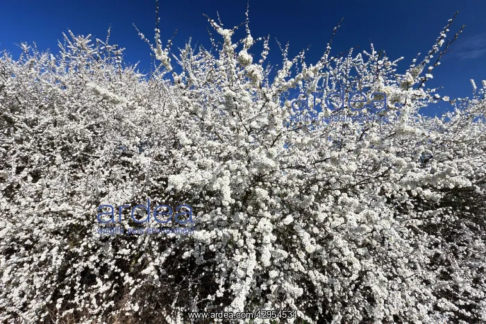 : Blackthorn / Sloe - hedgerow in blossom : Blackthorn / Sloe - hedgerow in blossom